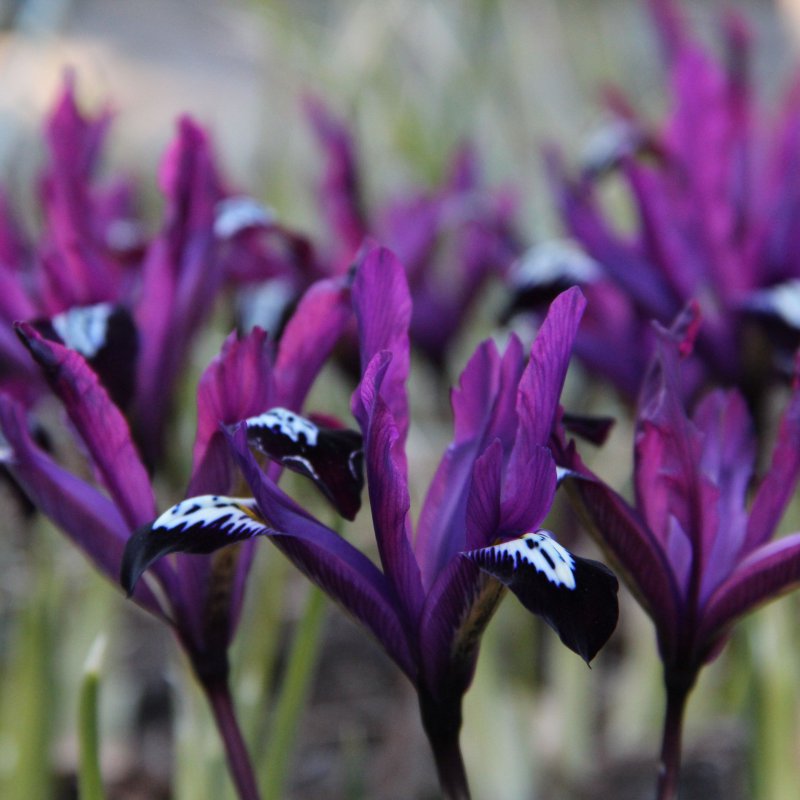 Tinklinis vilkdalgis "Pauline"