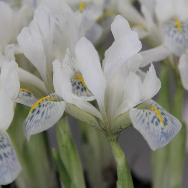 Tinklinis vilkdalgis "Polar Ice"