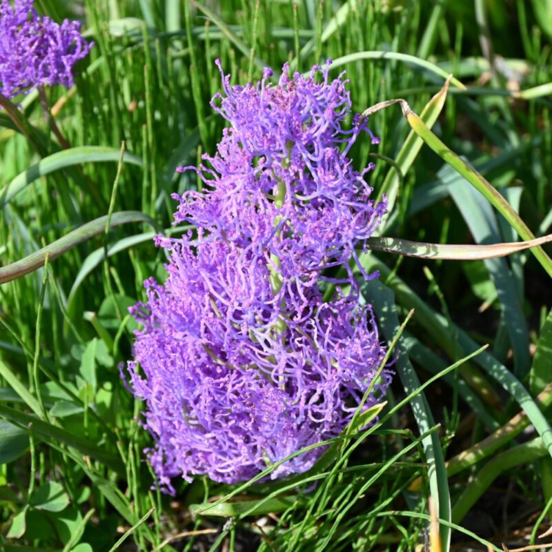 Žydrės "Comosum Plumosum" - Image 3