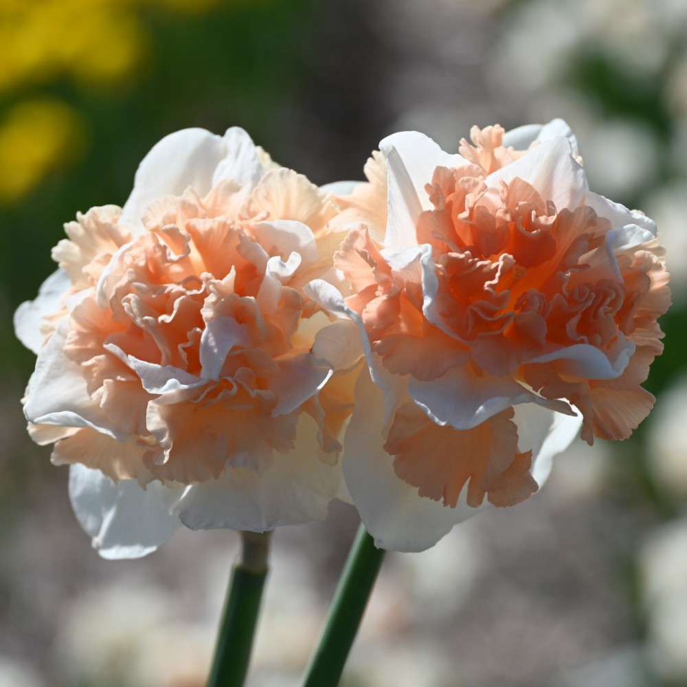 Narcizai "Flower Surprise"