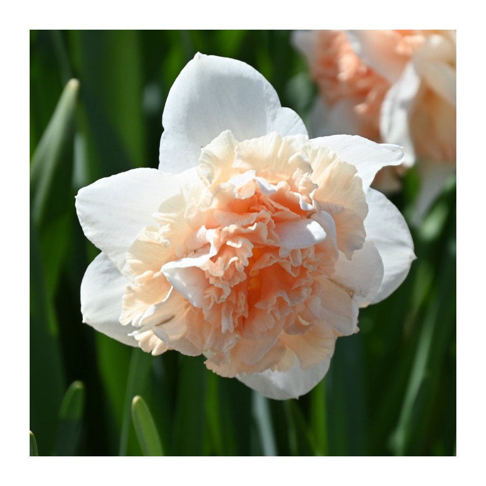 Narcizai "Flower Surprise" - Image 2