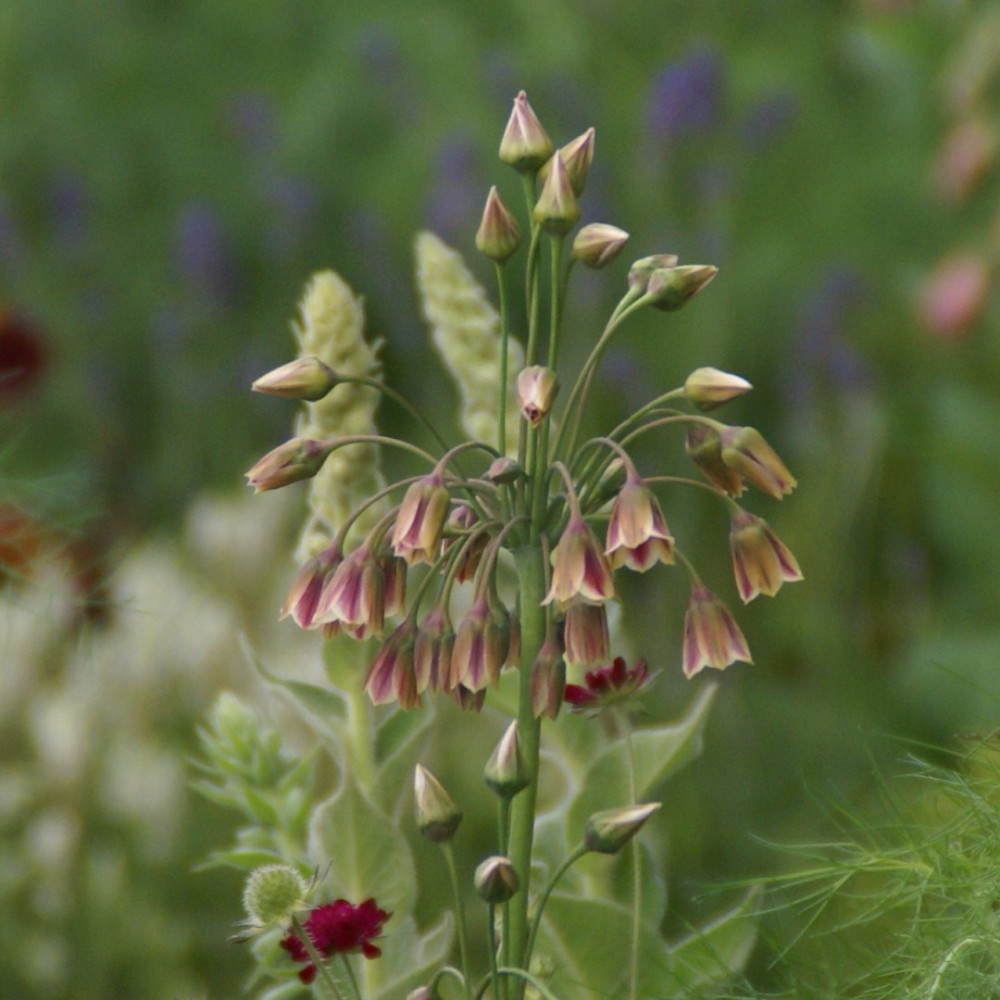 Nectaroscordum siculum - Image 2