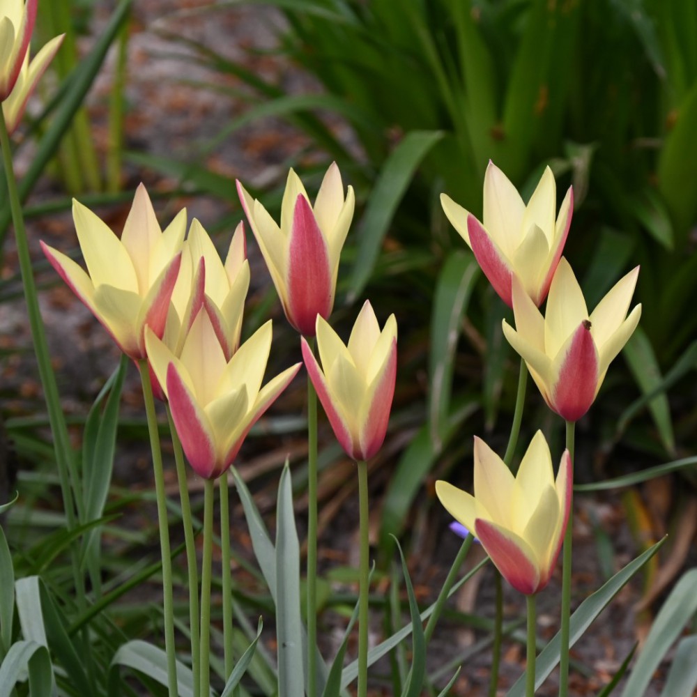 Botaninė tulpė clusiana "Tinka" - Image 2
