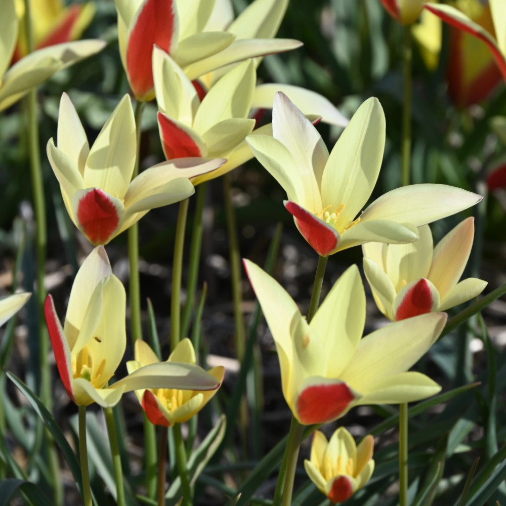 Botaninė tulpė clusiana "Tinka"