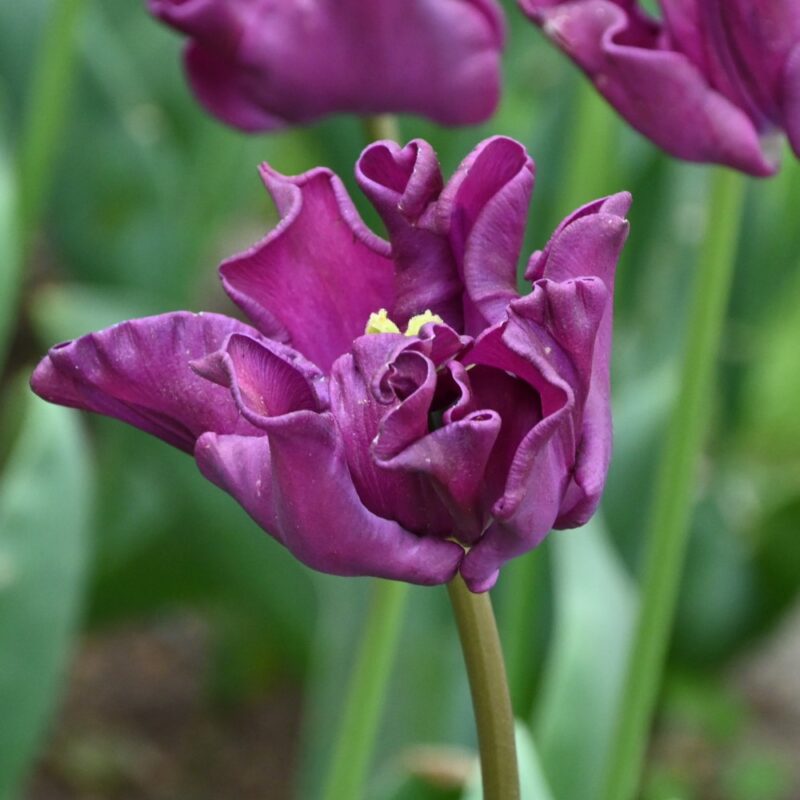 Tulpė "Crown of Negrita"
