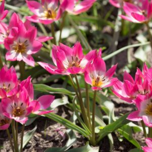 tulipa garden of clusius 6060