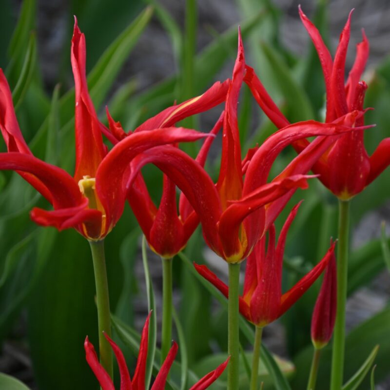 Tulpė "Go Go Red" - Image 2