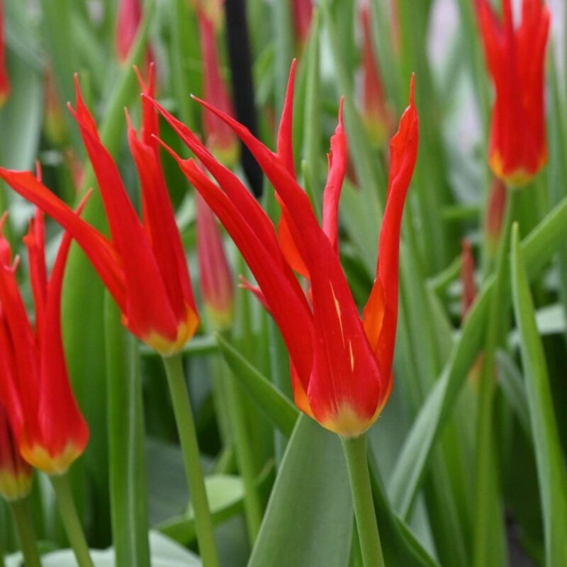 Tulpė "Go Go Red" - Image 3