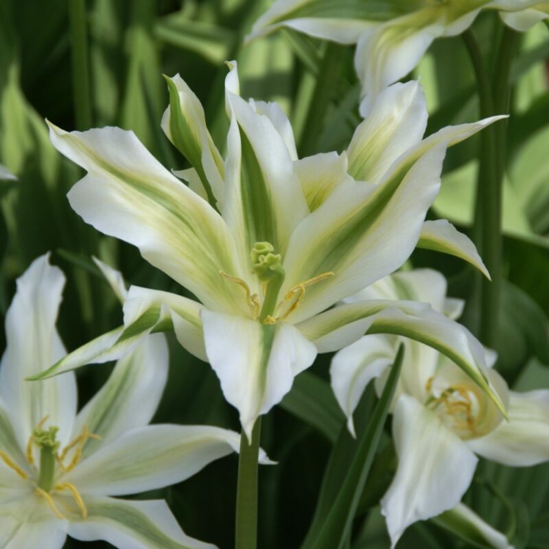Tulpė "Greenstar" - Image 2
