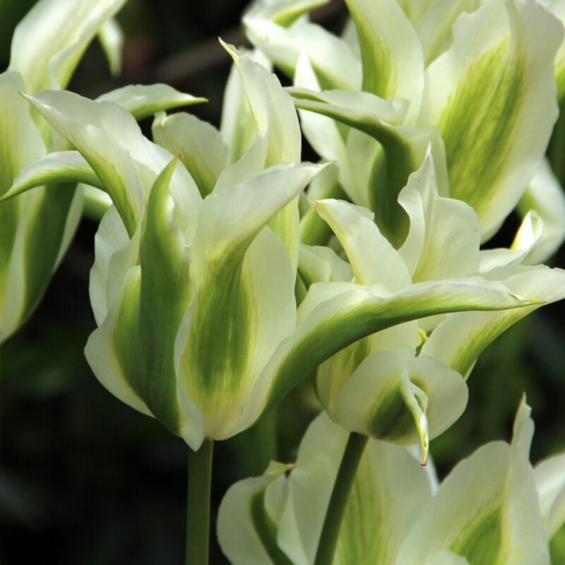 Tulpė "Greenstar"