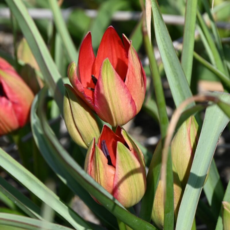 Botaninė tulpė Hageri - Image 2
