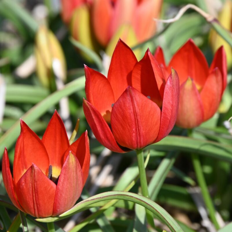 Botaninė tulpė Hageri