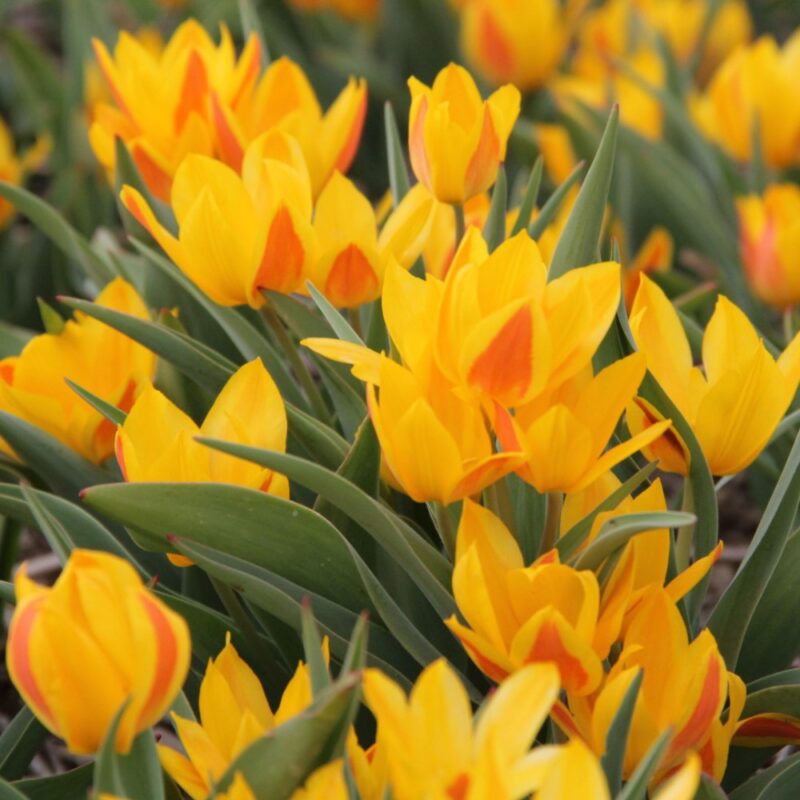 Botaninė tulpė Heweri