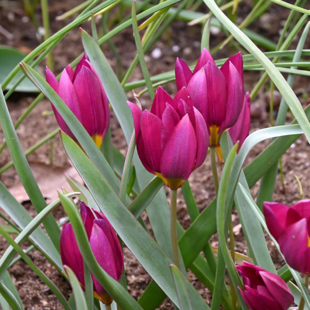 Botaninė tulpė humilis "Odalisque"