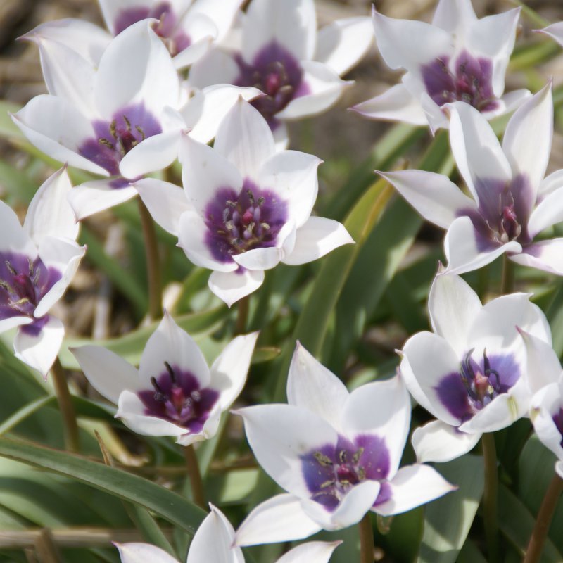 Botaninė tulpė humilis coerulea oculata alba