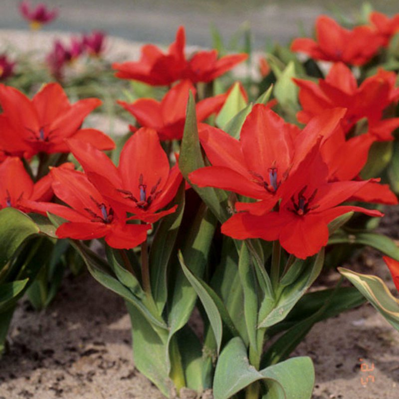 Botaninė tulpė praestans 'Zwanenburg Variety'
