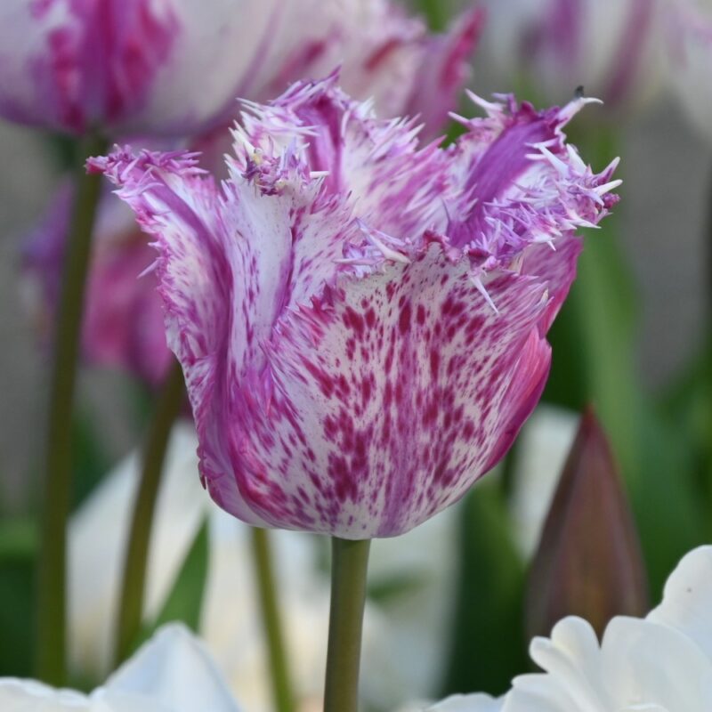 Tulpė "Purple Circus"