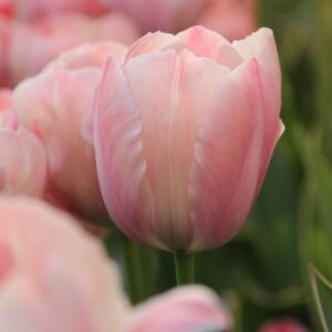 tulipa salmon van eijk 6679
