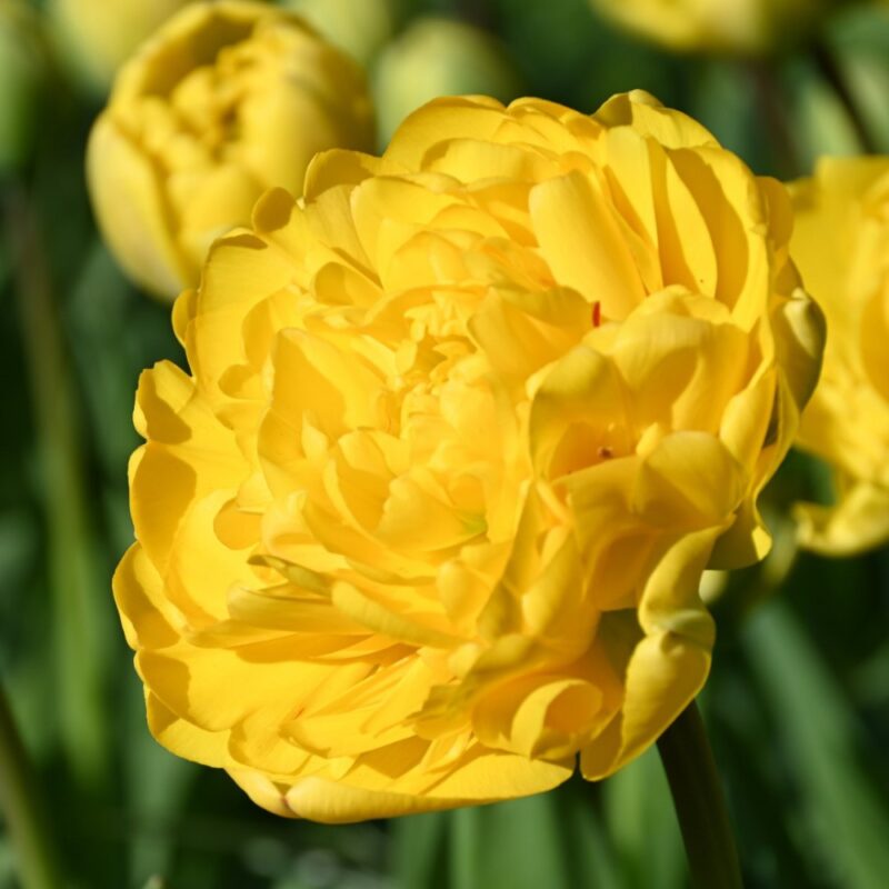 Tulpė pilnavidurė "Yellow Pomponette"