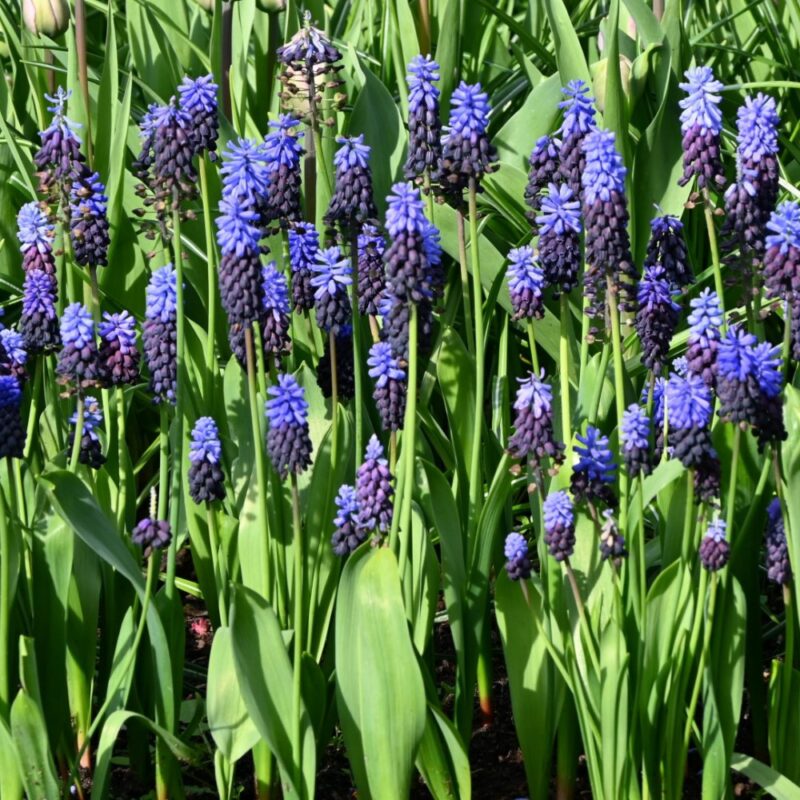 Žydrės "Latifolium" - Image 3