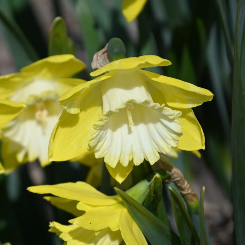 Narcizai "Greengarden" - Image 2
