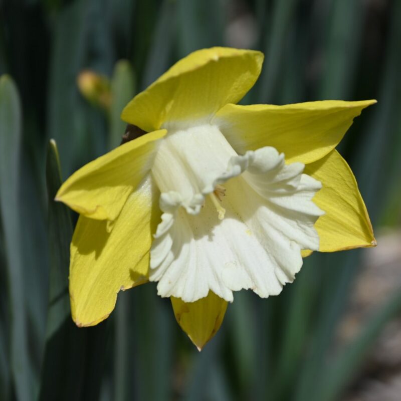 Narcizai "Greengarden"