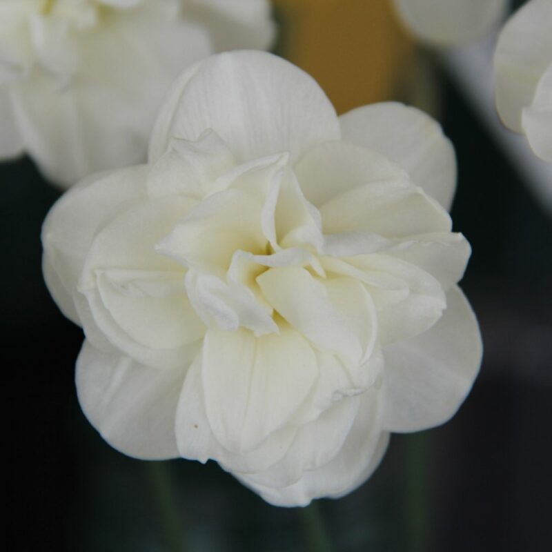 Narcizai "Rose of May"