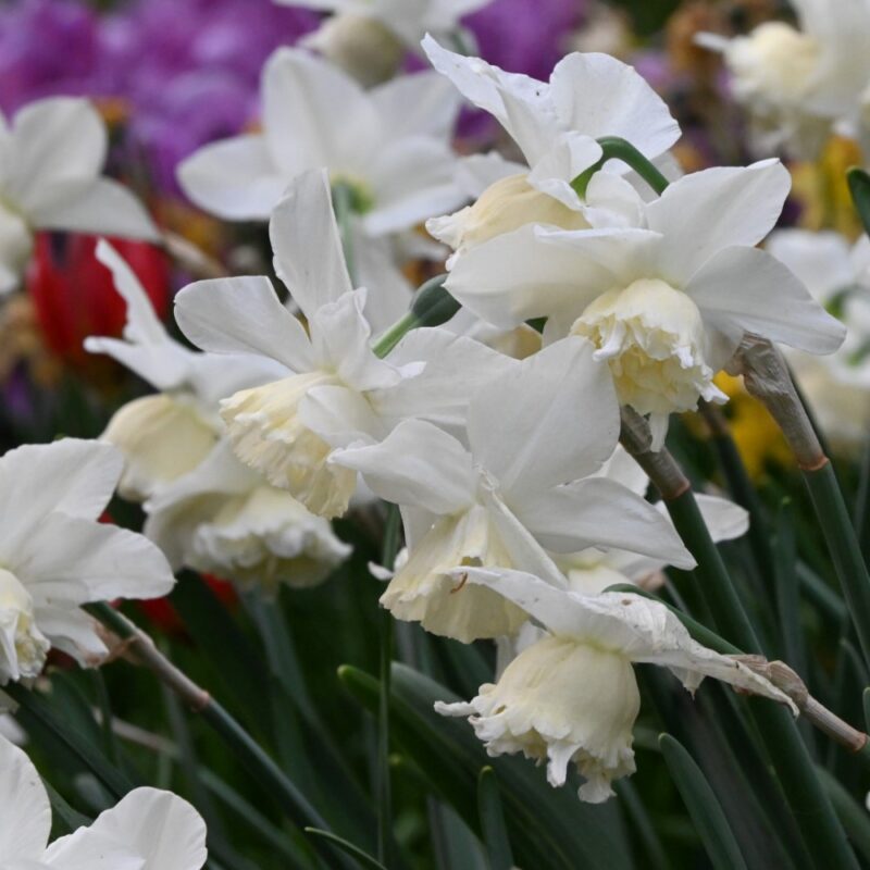 Narcizai "White Marvel"