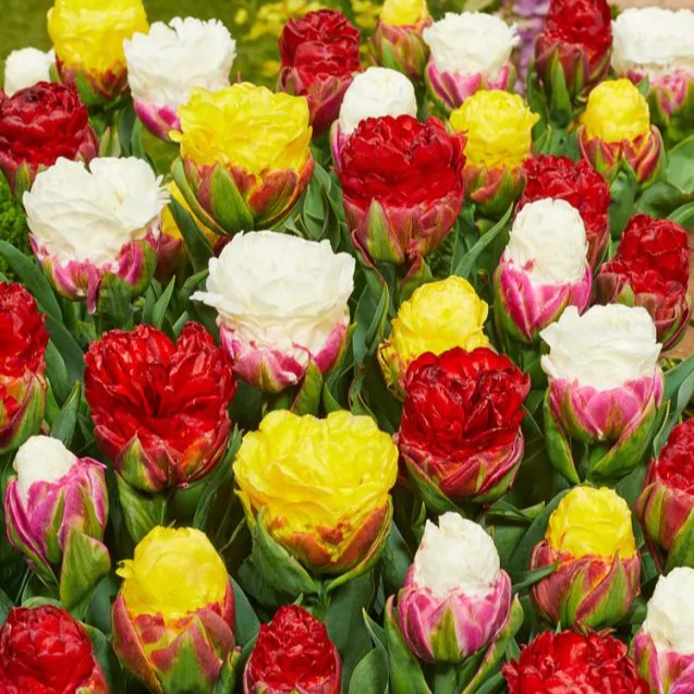 Tulpių "Ice Cream" derinys - Image 2