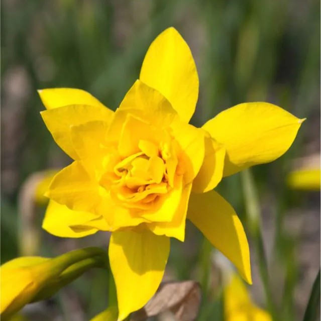Narcizai "Campernellen double"