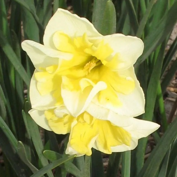Narcizai "Smilling Twin"