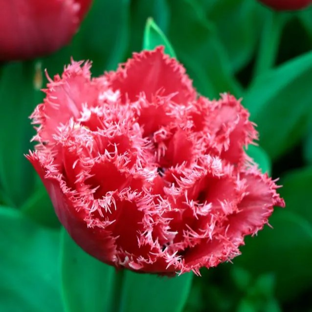 Pilnavidurė šerkšnotoji tulpė "Bendigo" - Image 2