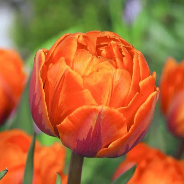 Bijūninė tulpė "Orange Princess" - Image 2