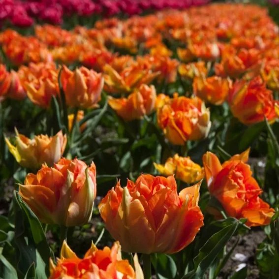 Bijūninė tulpė "Orange Princess"