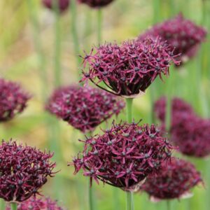 Česnakas atropurpureum