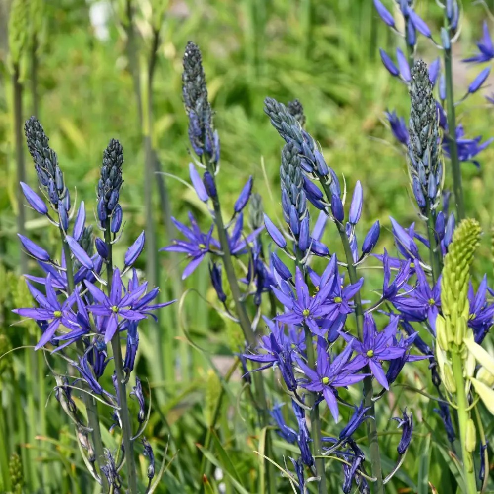 Kamasija leichtlinii "Maybelle"
