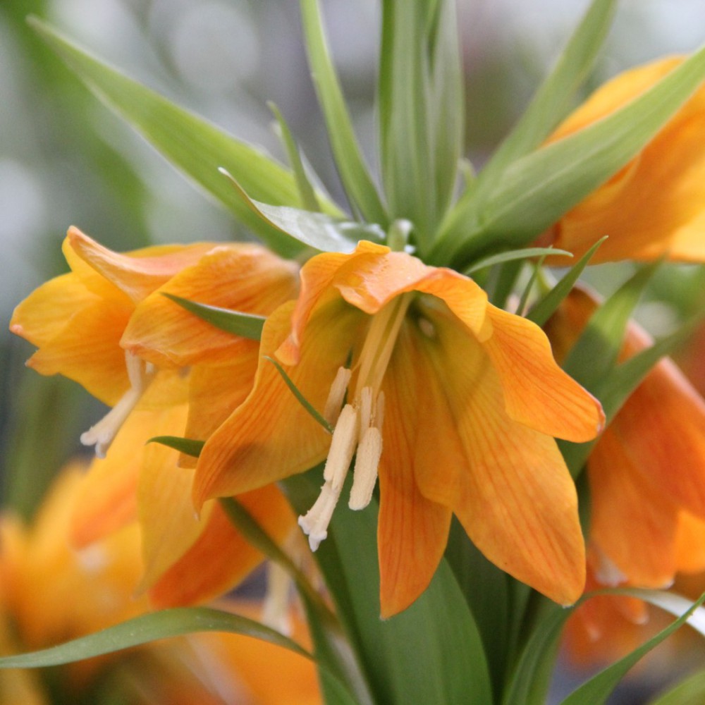 Ankstyva margutė eduardii "Sunrise"