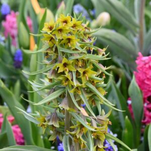 Margutė sewerzowii "Green Eyes"