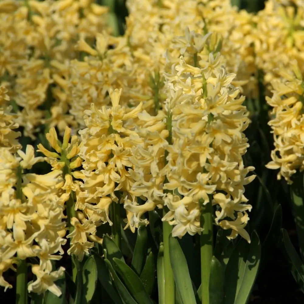 Hiacintas "Yellow Queen"