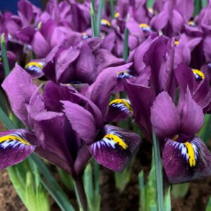 Tinklinis vilkdalgis "Purple Hill"