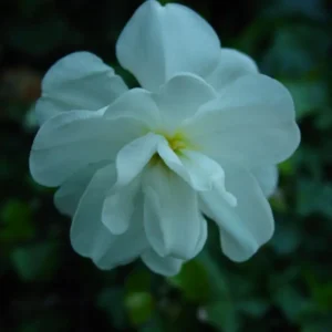 Narcizai "Albus Plenus Odoratus"