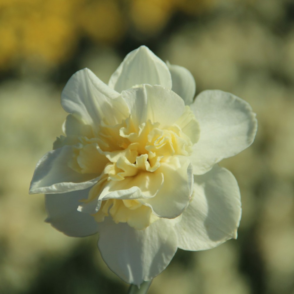 Narcizai "Amira" - Image 2