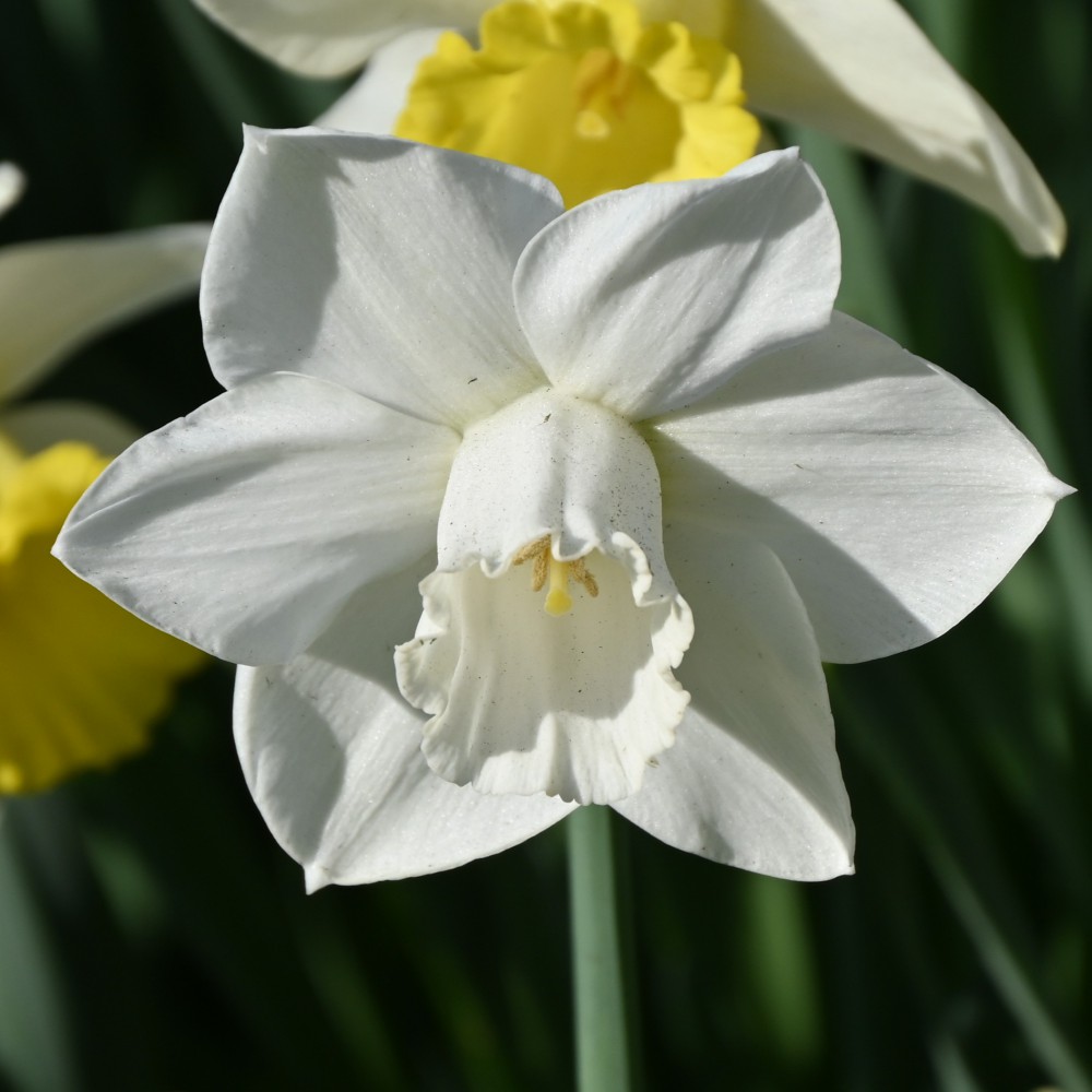 Narcizai "Arctic Power"