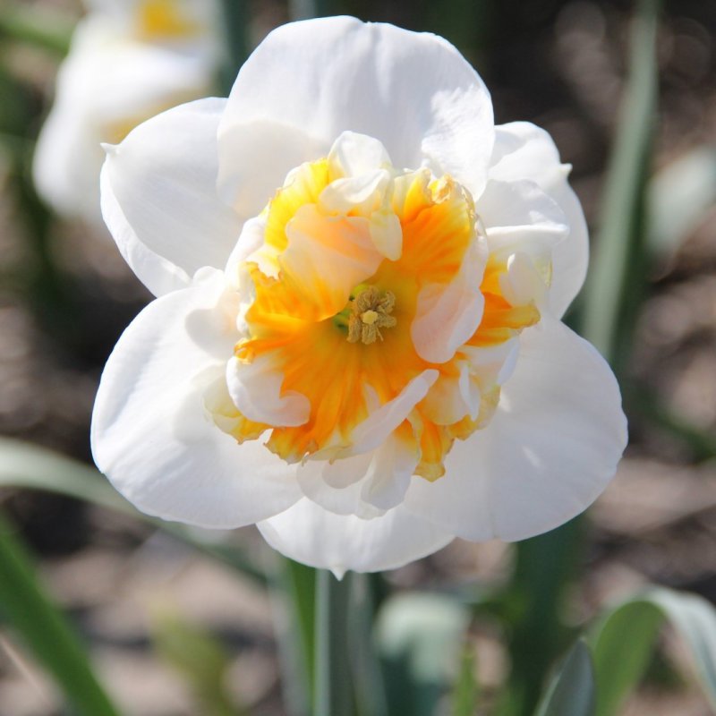 Narcizai "Dolly Mollinger"