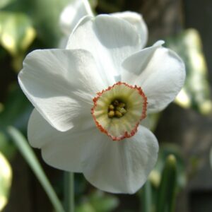 Narcizai "Dreamlight"