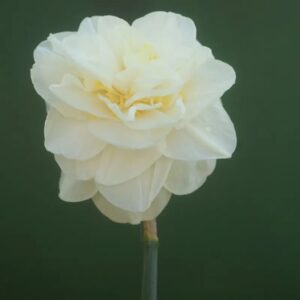 Narcizai "Easter Born"
