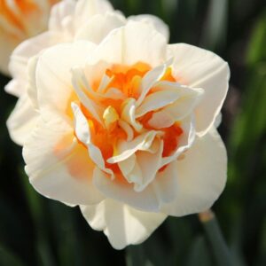 Narcizai "Flower Parade"