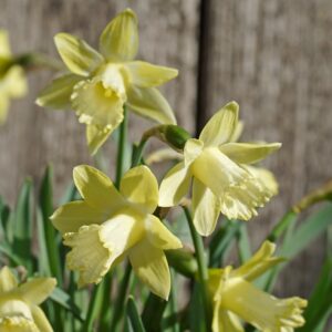 Narcizai "Gipsy Queen"