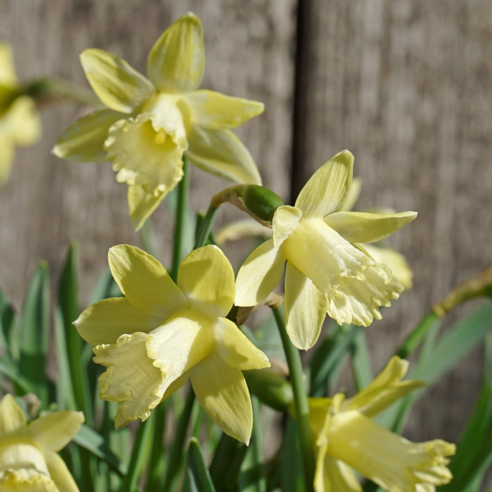 Narcizai "Gipsy Queen"