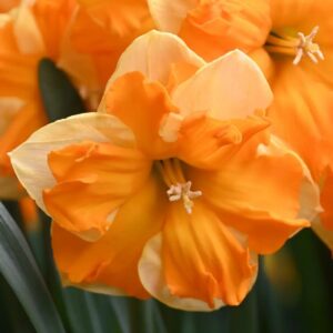 Narcizai "Outright Orange"